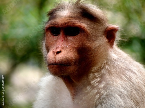 Canvas Print Rhesus monkey