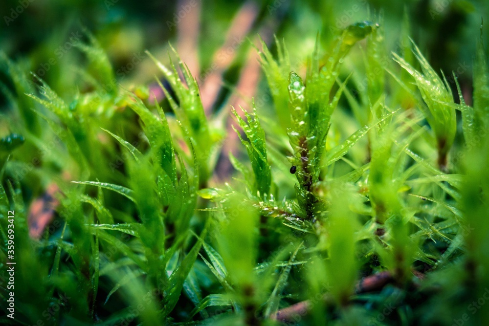 green moss
