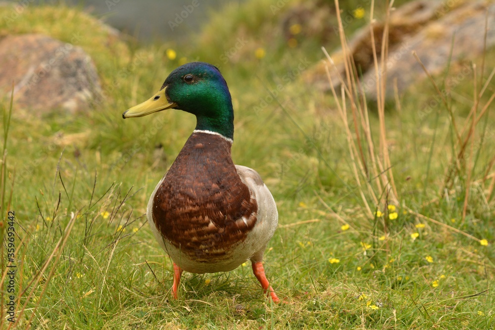 duck on the grass duck on the grass