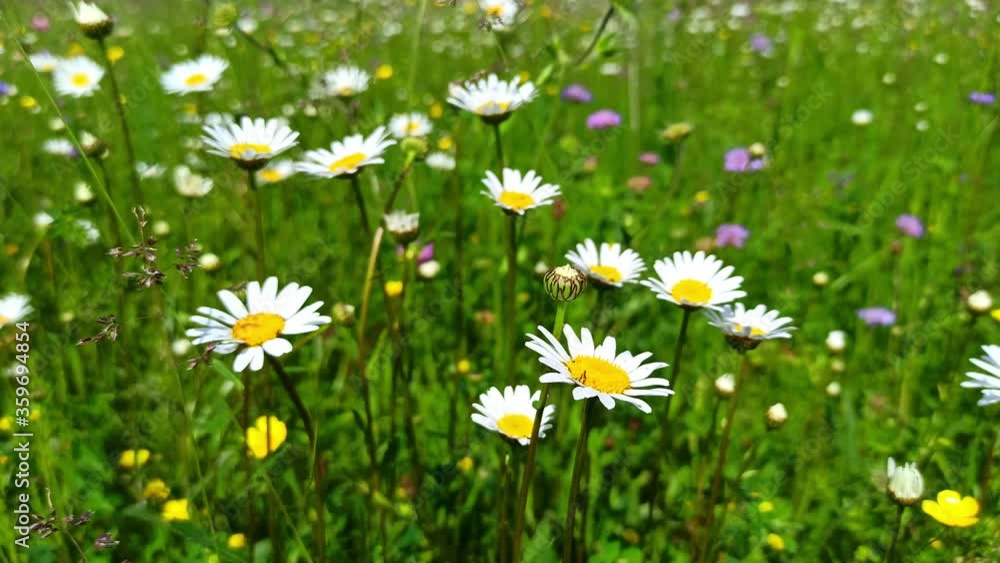 Chamomile flowers swaying in the wind on field. Blooming Camomille in the green grass Summer background, 4k video.
Chamomile flowers swaying in the wind on field. Blooming Camomille in the green grass Summer background, 4k video.