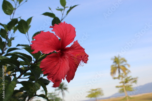 flor vermelha, natureza, praia, azul, verde, vermelho, red flower, nature, beach, blue, green, red