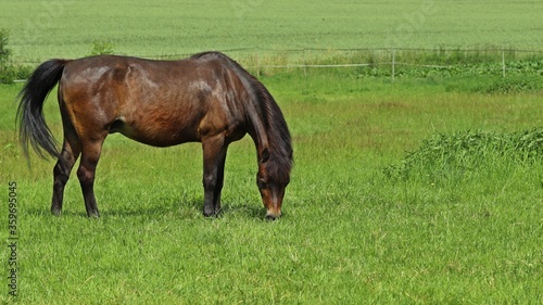 Grasendes Welshpony auf der Weide