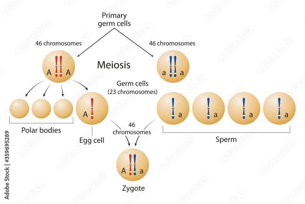 What Is Zygote