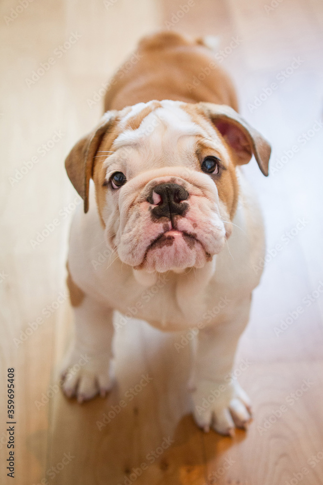 Cute little English bulldog puppy. English bulldog puppy stand on a floor at home. Closeup portrait.