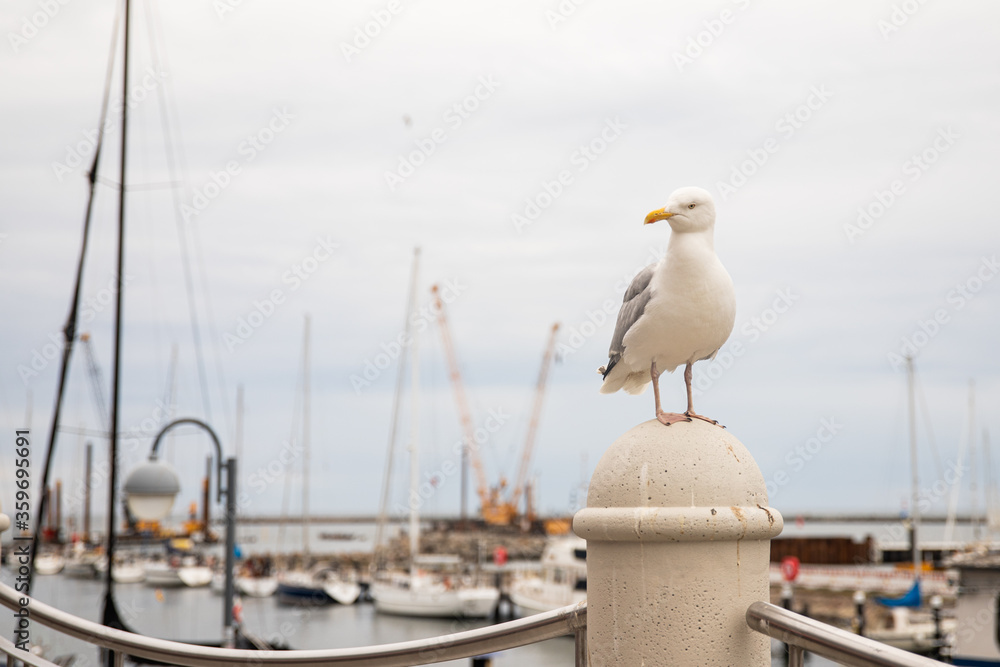 Warnemünder Hafen mit Schiffen und Möven
