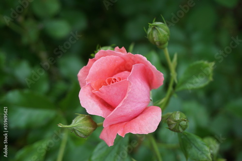 Różowa malinowa róża w rozwiniętym pąku