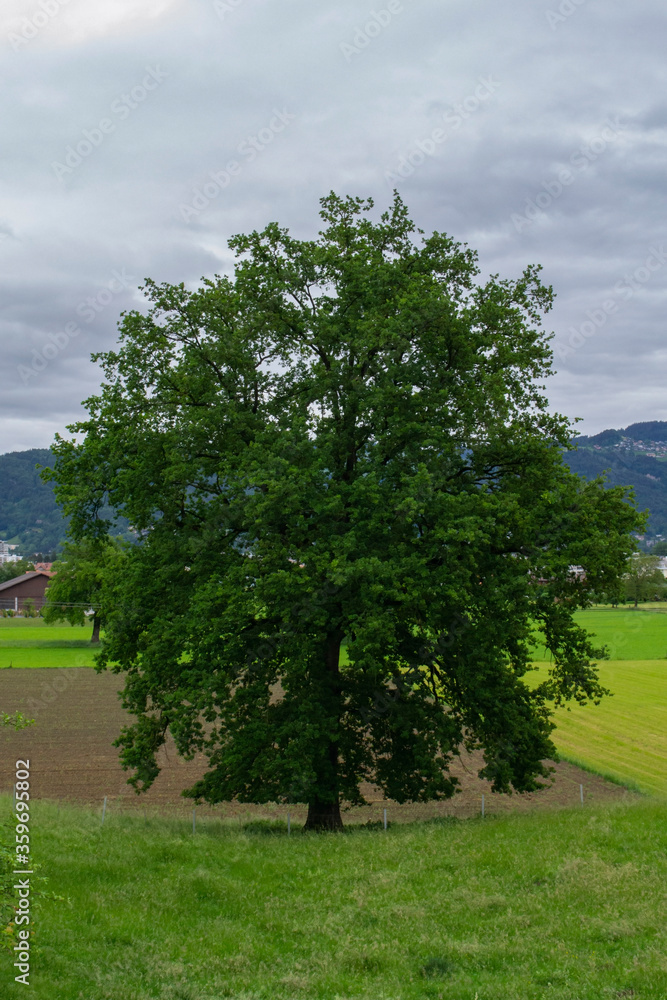beautiful green tree standing in a field beautiful green tree standing in a field