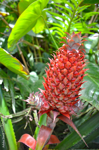 Red pineapple (Ananas bracteatus) growing on a tropical bromeliad plant 