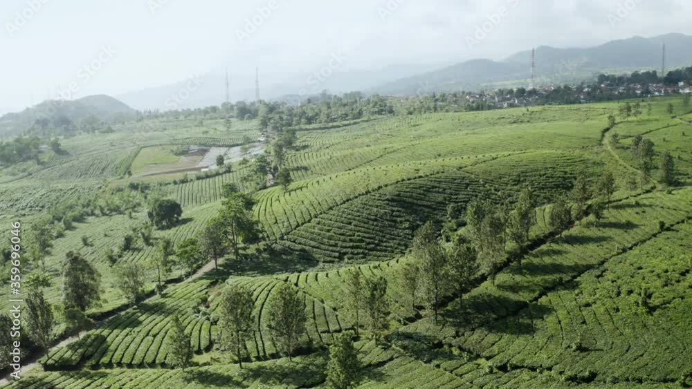 Aerial view of lush tea plantation in Bandung Aerial view of lush tea plantation in Bandung