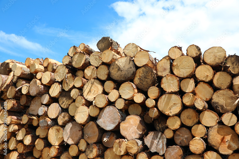 pile of logs cut by lumberjacks during the deforestation of the pile of logs cut by lumberjacks during the deforestation of the