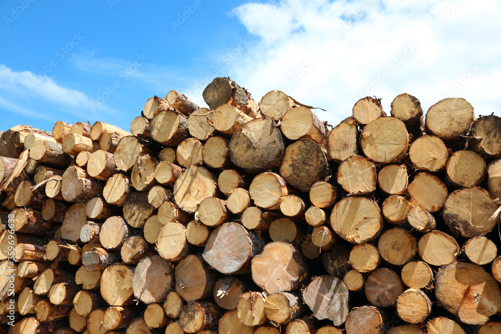 pile of logs cut by lumberjacks during the deforestation of the