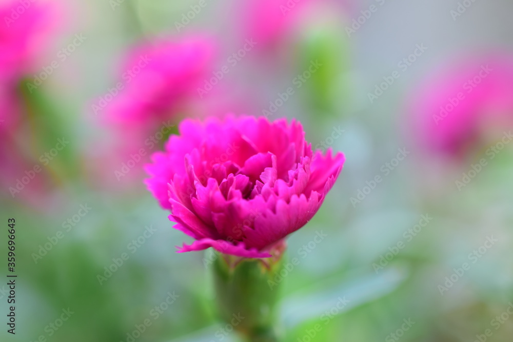 close up of pink flower