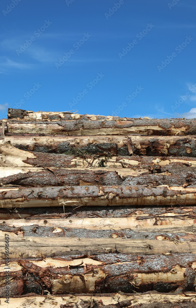 bark of trunks cut by lumberjacks and the background of blue sky