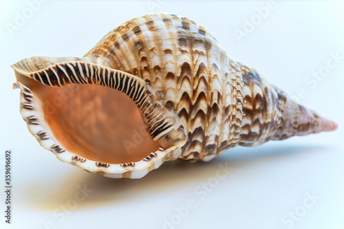 Obraz na płótnie Macro Image of Triton's Trumpet Seashell