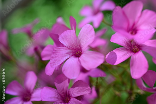 close up of pink flowers © GoraIN