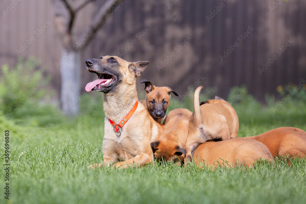 Belgian Shepherd dogs. The dog feeds the puppies. Belgian Shepherd dogs. The dog feeds the puppies.