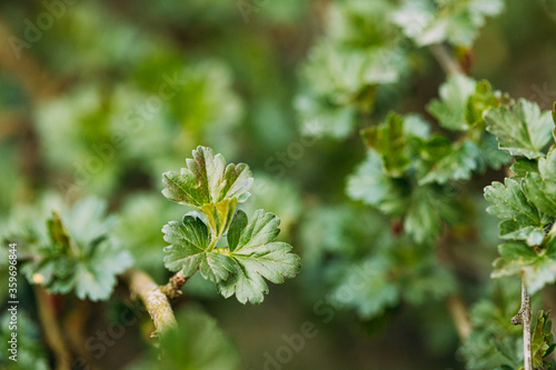 Young Spring Green Leaf Leaves Of Gooseberry, Ribes Uva-crispa Growing In Branch Of Forest Bush Plant Tree. Young Leaf On Boke Bokeh Natural Blur. Ribes Grossularia