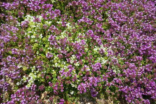 Thymus serpyllum, sandthymian photo