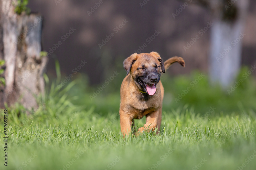 Belgian Shepherd (Malinois) puppy playing