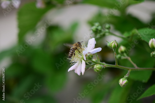 bee on a flower