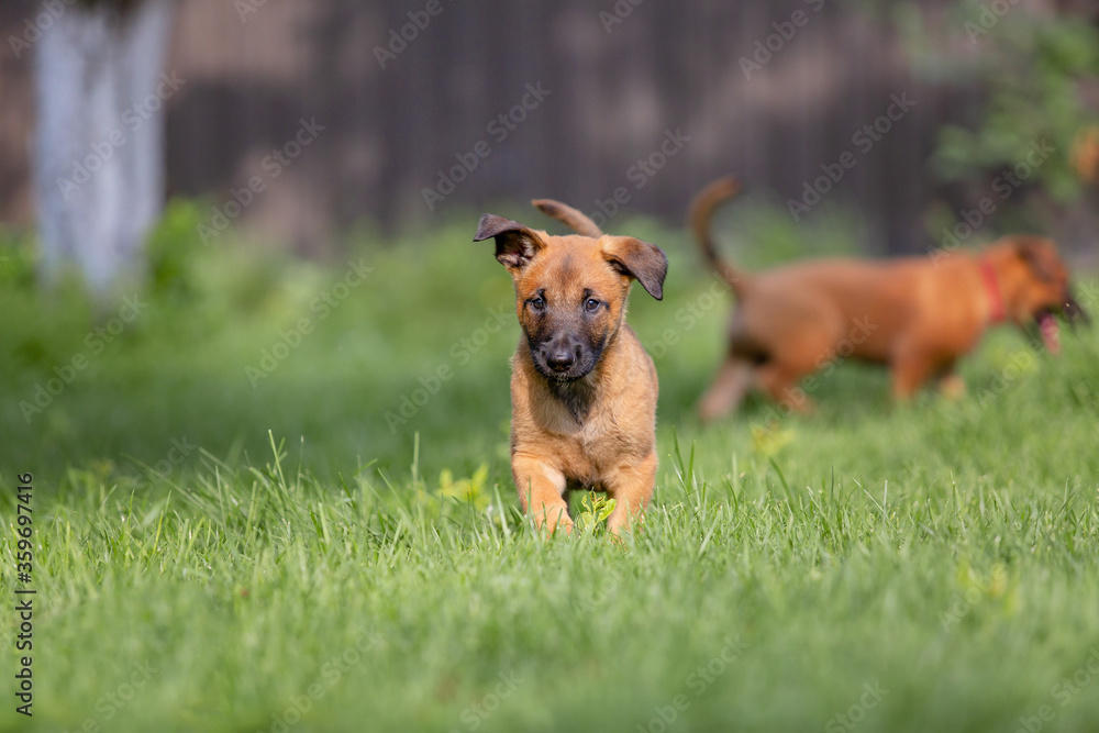 Belgian Shepherd (Malinois) puppy playing