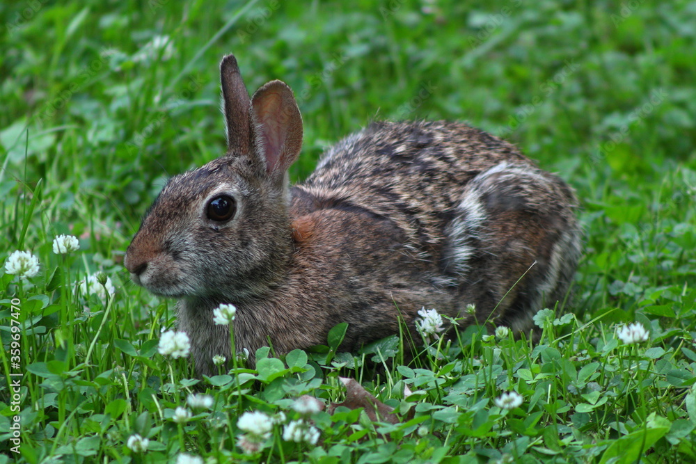 Cottontail Rabbit eating grass and white clover on a spring day in Wisconsin
Cottontail Rabbit eating grass and white clover on a spring day in Wisconsin