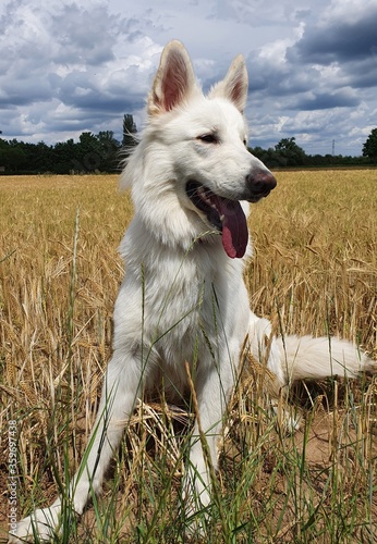White german shepherd dog berger blanc suisse in summer landscape with blue sky and clouds