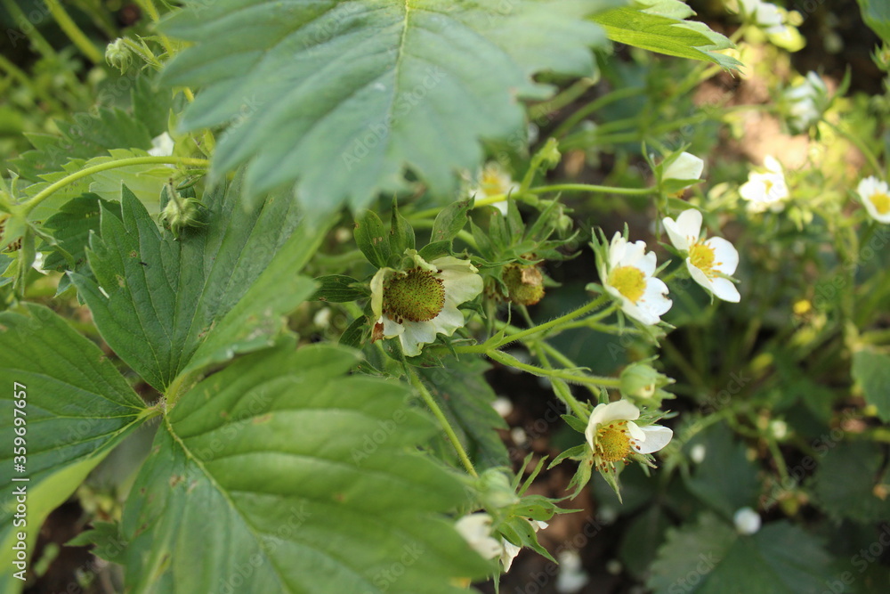 Strawberry flower Strawberry flower