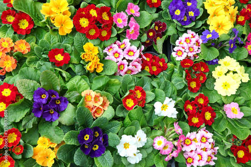 Primula flowers with leaves of many colors on sale