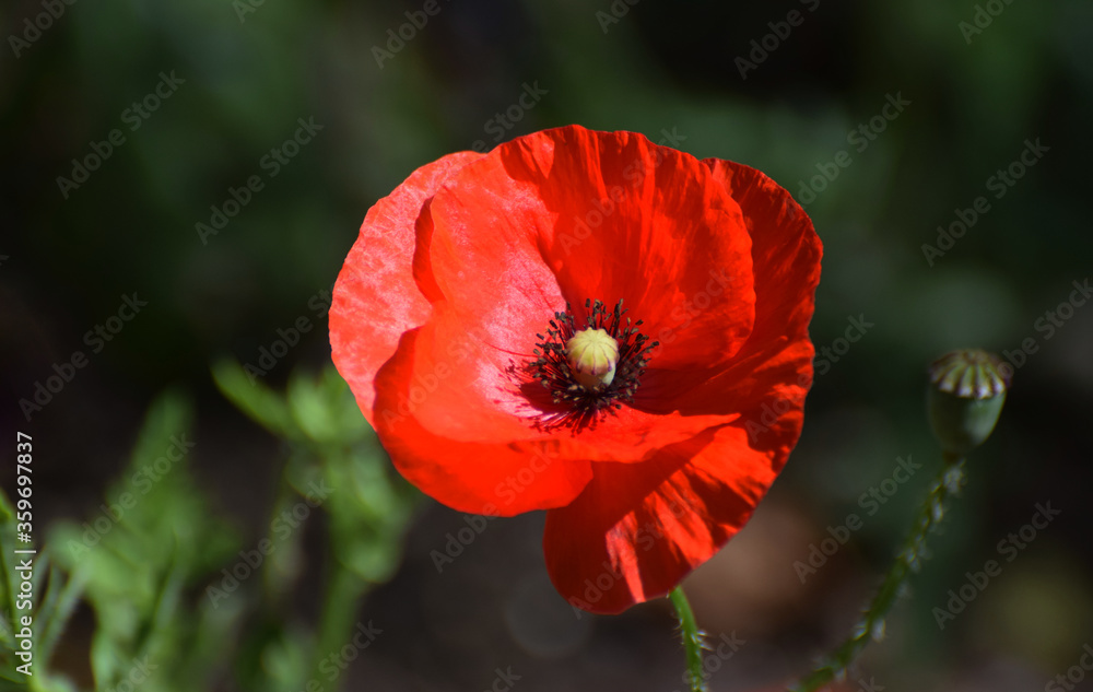Red Common Field Poppy flower close up Red Common Field Poppy flower close up