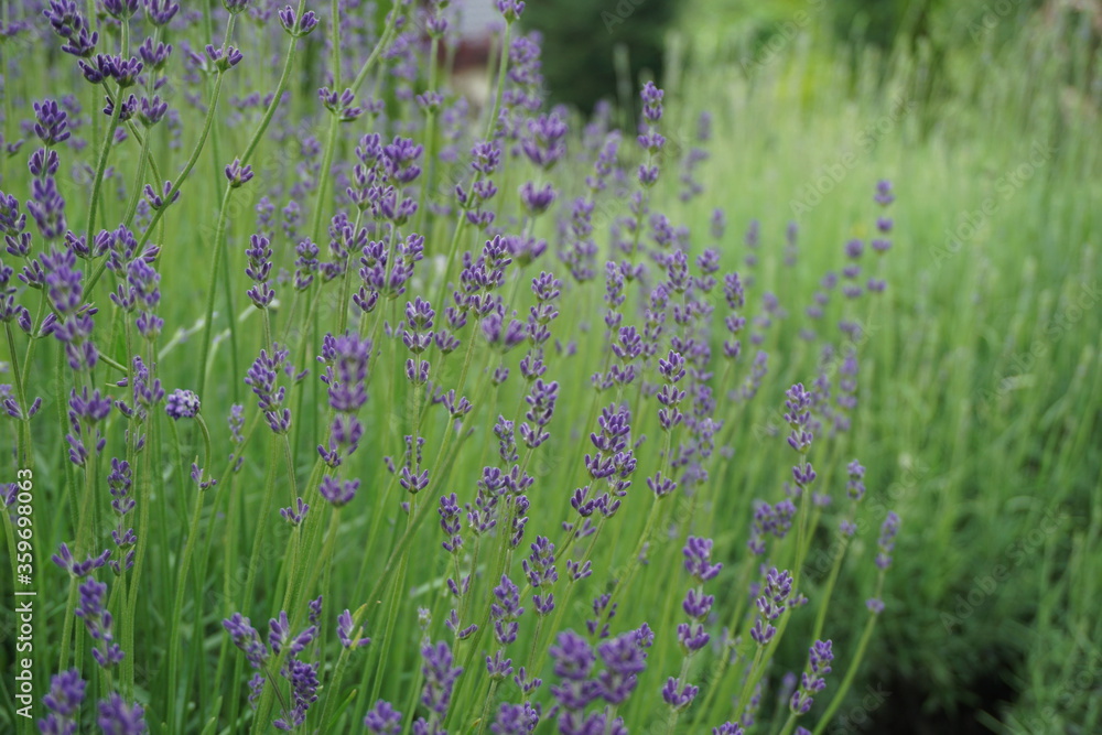 Naklejka premium Kępa kwitnącej lawendy 