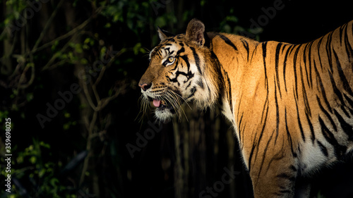 Tiger goes out from the shadows to find food in the forest.