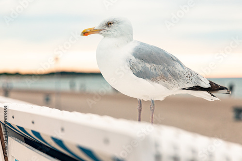 Strand mit Strandkörben und Möven photo