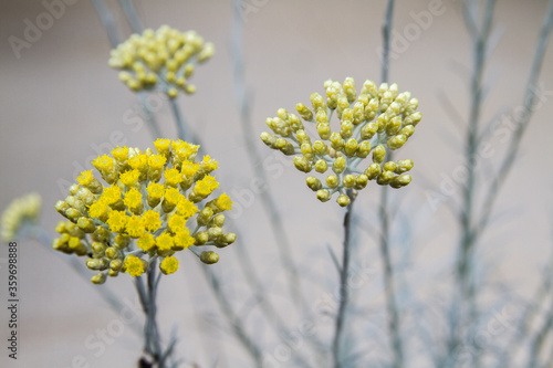 Helichrysum italicum (Curry plant, Currykraut, Italian strawflower, Italienische Strohblume) photo