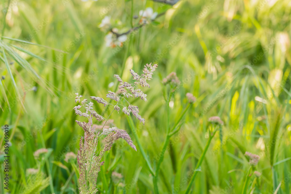 nature background with unfocused grass.. nature background with unfocused grass..