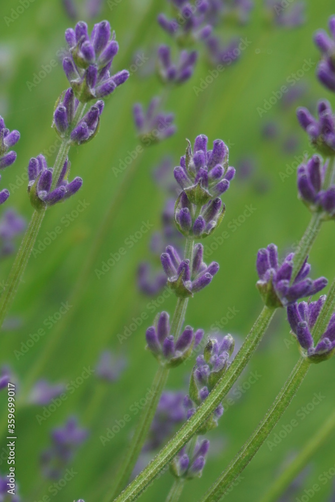 Fototapeta premium Lawenda na tle soczystej zieleni