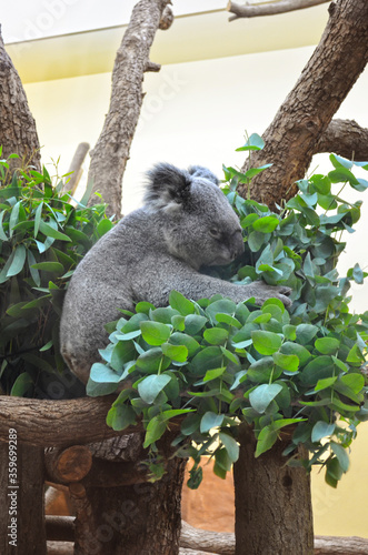 Koala bear on the tree
