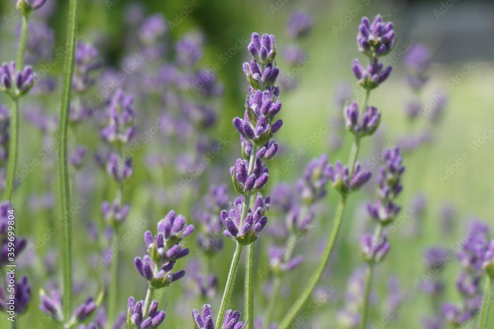 Fototapeta premium Lawenda na początku kwitnienia
