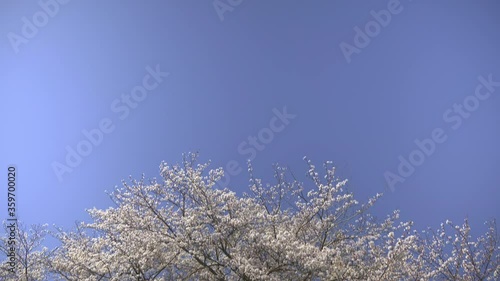  Japanese cherry blossoms 3