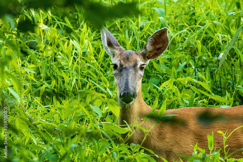 Whitetail Deer Doe in High Marsh Grass Startled.