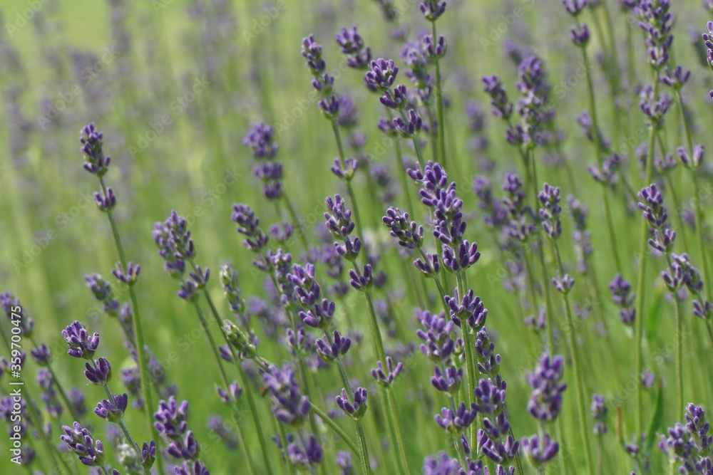 Fototapeta premium Kwitnąca lawenda fiolet i zieleń