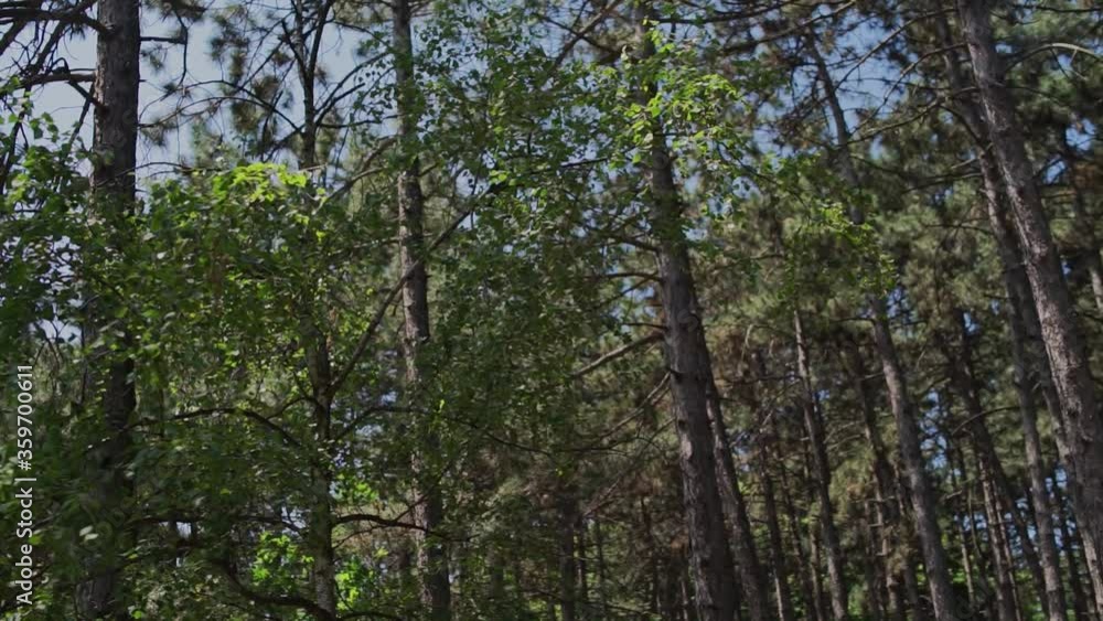 pine forest in summer on a clear day pine forest in summer on a clear day