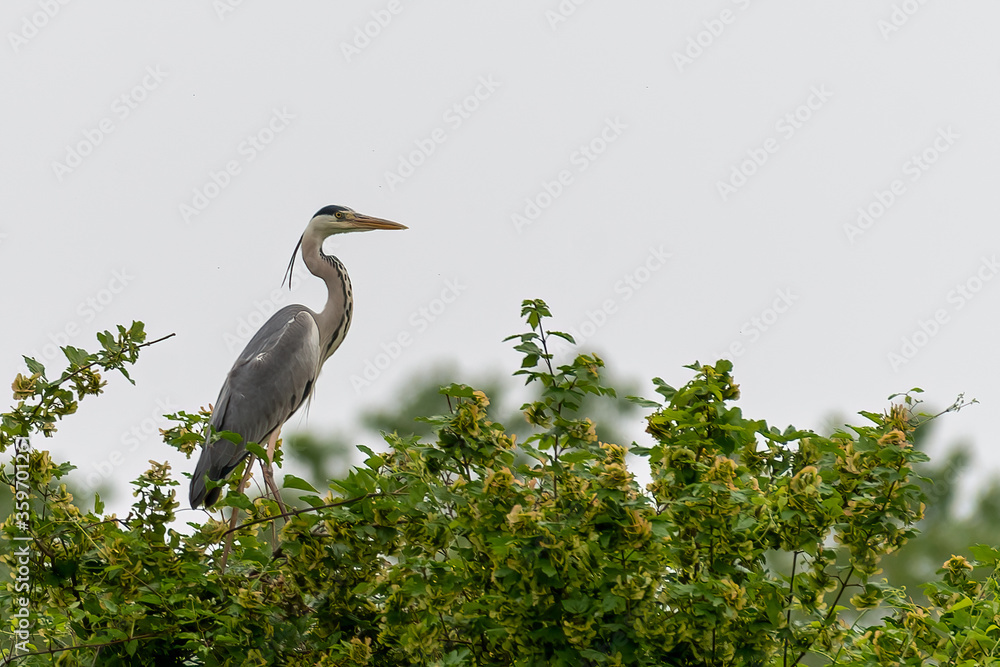 Fototapeta premium Gray heron landing in the city, Airòn, Airone cenerino, Ardea cinerea, Ardea cinerea photographed in the foreground and very close