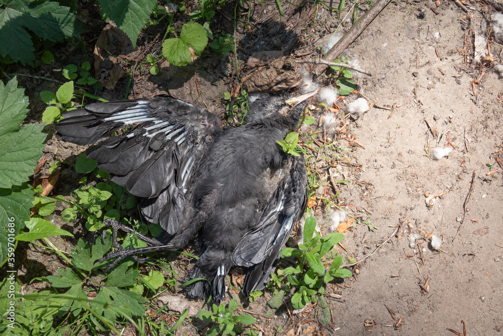Fototapeta premium Large black dead bird the Western jackdaw died of water shortage