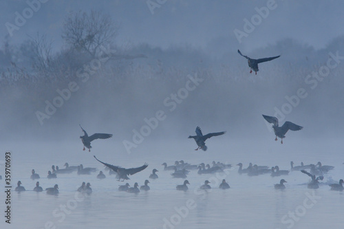 Graugänse im Morgennebel