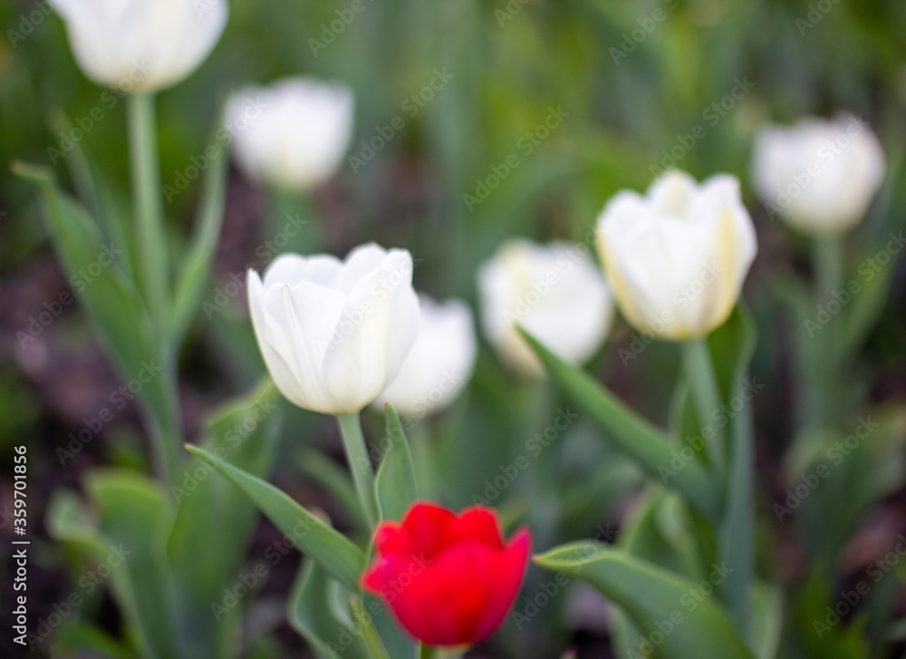 red tulip close-up flower, vertical photo. red tulip among white flowers. Blurred background red tulip close-up flower, vertical photo. red tulip among white flowers. Blurred background