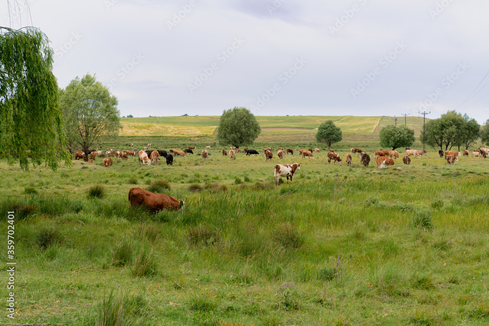 Obraz premium Cows graze in a meadow in a field. Picture from the far. Pasture and green grass. Panoramic shot. Farming and agricultural concept. Pinarbasi district, Emirdag, Afyonkarahisar, Turkey