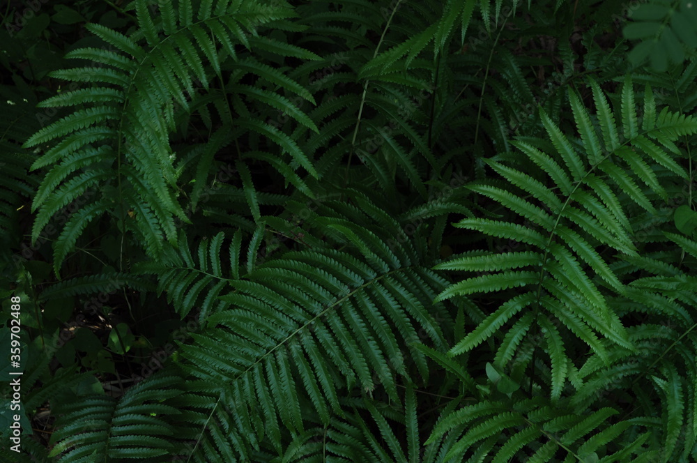 Fototapeta premium fern leaf in the forest