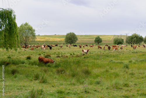Cows graze in a meadow in a field. Picture from the far. Pasture and green grass. Panoramic shot. Farming and agricultural concept. Pinarbasi district, Emirdag, Afyonkarahisar, Turkey