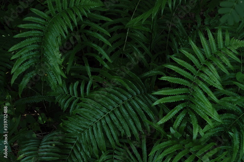 fern leaf in the forest